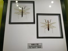 -上海昆虫博物馆