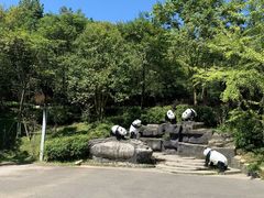 -都江堰中华大熊猫苑