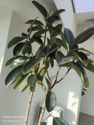 -HEYAN荷妍专业脱毛连锁机构