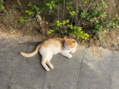 -曲廊院(东四十一条店)