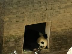 -都江堰中华大熊猫苑