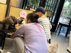-琪喵猫屋·撸猫猫咖·猫舍