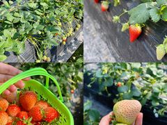 -尚田草莓姑娘白草莓采摘基地