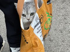 -翊宠yipet猫狗购宠庄园犬舍•猫舍