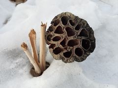 -北京麋鹿生态实验中心