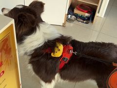 -瑞派福兴宠物医院犬猫全科·骨科·中西医结合(河东店)