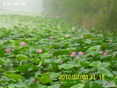 -微山湖红荷湿地景区