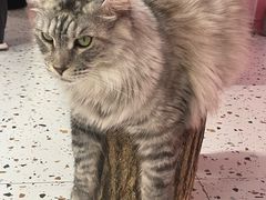 -毛绒耶耶撸宠馆·猫咖·狗咖·荷兰猪咖