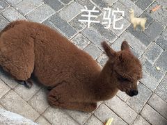 -长白岛森林公园