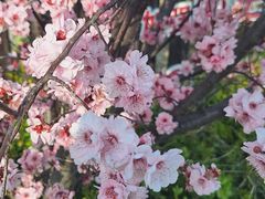 -南汇桃花村