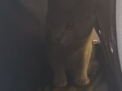 -派特宠物医院(圆融广场店)