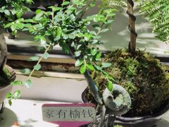 -花鸟鱼虫鲜花绿植市场(玉泉路店)