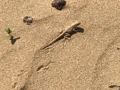 -亿利库布其七星湖沙漠生态旅游区