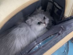 -四月宠物医院·猫专科·心脏专科·内科(转塘店)