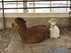 -南宫五洲植物乐园