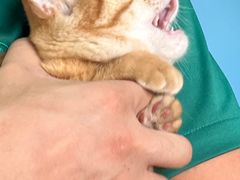 -瑞派福兴宠物医院犬猫全科·骨科·中西医结合(河东店)