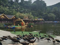 -西双版纳原始森林公园