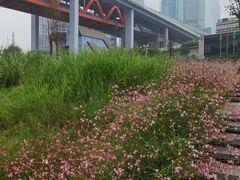 -重庆市江北嘴中央商务区中央公园