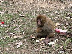 -黔灵山公园