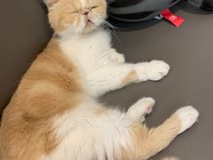 -喵园·猫主题咖啡厅·撸猫·猫咖(国贸店)