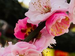 -莘庄公园