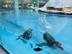 -帝企鹅自助餐厅•儿童岛•真企鹅(长隆企鹅酒店)