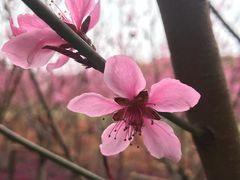 -上海市龙华烈士陵园