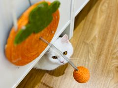 -COLOR PETS 撸猫馆·购猫·猫咖(长风大悦城店)