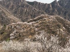 -大岭沟猕猴桃谷风景区