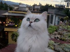 -喵屿·大理花园猫咖