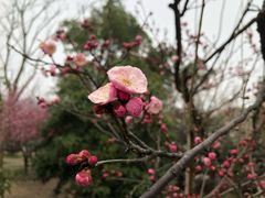 -香雪海