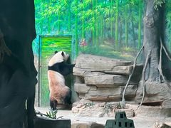 -灵玲国际马戏城