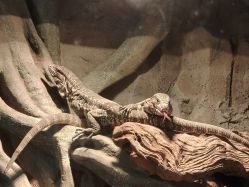 -Zoolung Zoolung动物主题公园(海信广场店)