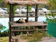 -西霞口神雕山野生动物世界
