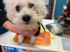 -乐派堂宠物医院·猫友好· 心脏科(东街店)