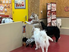 -和它·交个朋友·狗咖猫咖(爱琴海店)