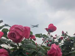 -空港花田景区