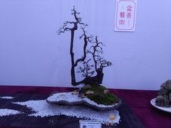 -重庆市江北嘴中央商务区中央公园