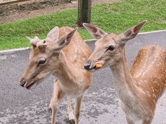 -秦皇岛野生动物园