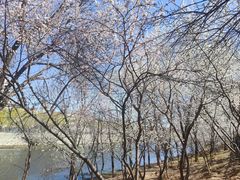 -桃花堤公园