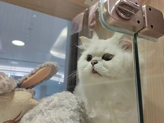-屋虎猫馆(宝安大仟里店)
