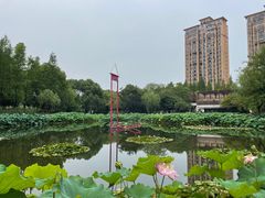 -陈家山荷花公园