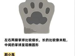 -小猫来了·猫咪专售(红山六九七九店)