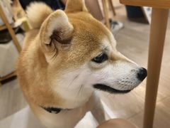 -柴迷FANS CLUB·柴犬狗咖·猫咖