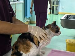 -北京观赏动物医院·24小时大型综合·猫专科·异宠专科