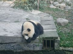 -成都大熊猫繁育研究基地