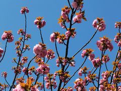 -高东镇樱花园