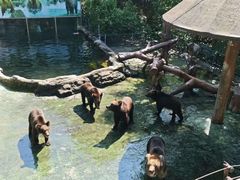 -深圳野生动物园