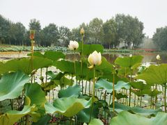 -东郊湿地公园