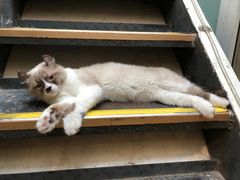 -猫小院猫主题咖啡厅(北锣店)